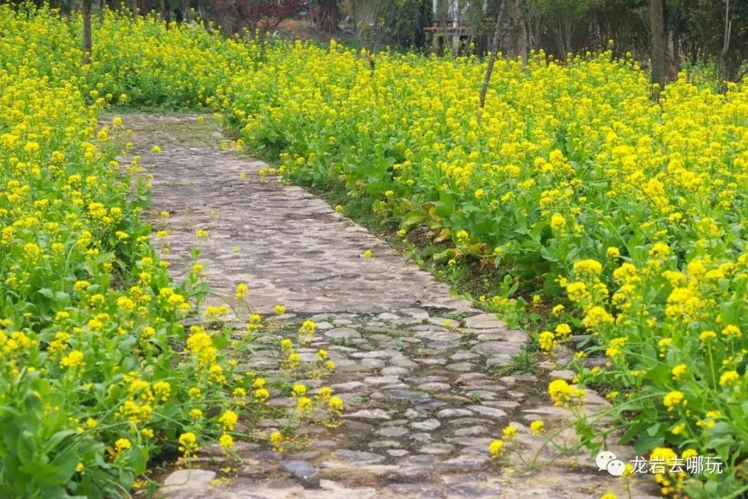 才是油菜花应有的样子油菜花海层叠交错生长在农村的房前屋后田园古村