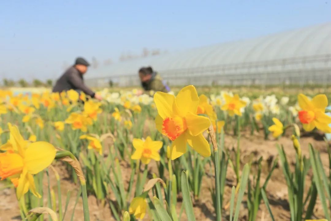 崇明种出了彩色水仙花 还可以 定制 开花时间 花卉