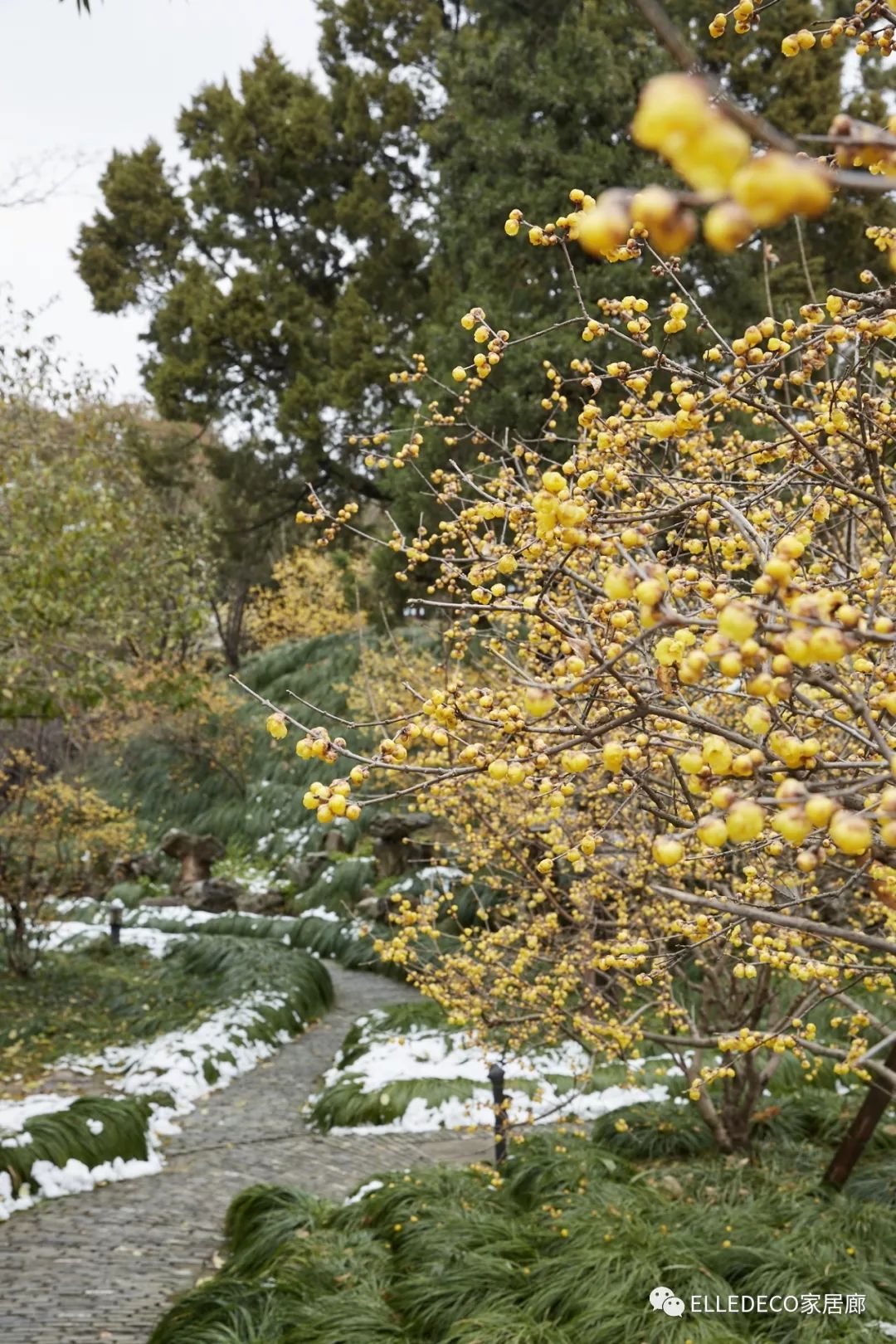 梅花岭