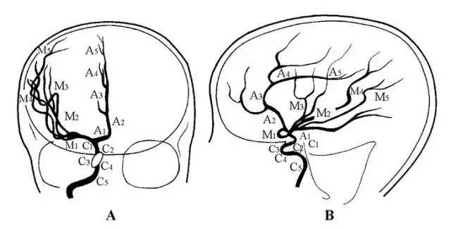 (大脑前动脉和大脑中动脉的分段正,侧位示意图) a1.