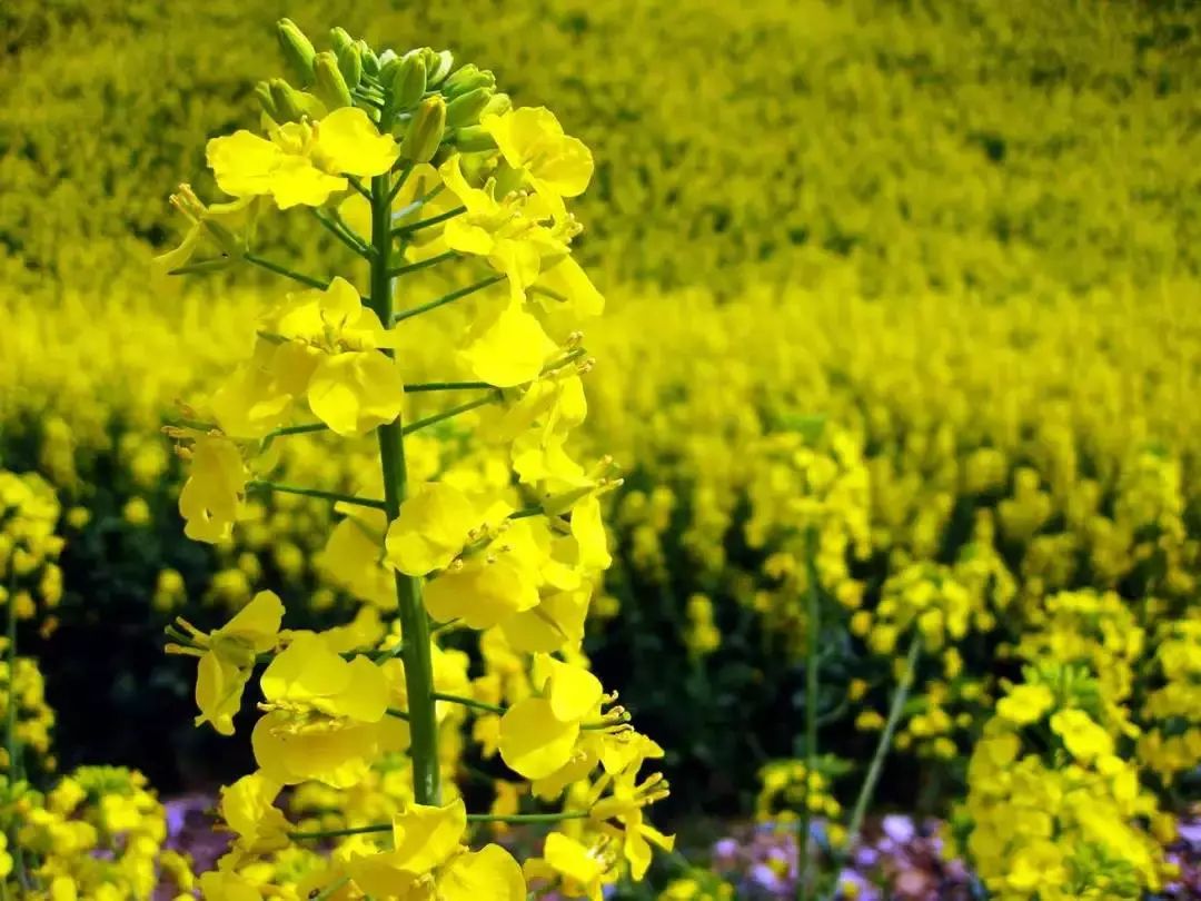 高邮千亩油菜花,三台山衲田花海,项王故里纯玩二日游仅需299元