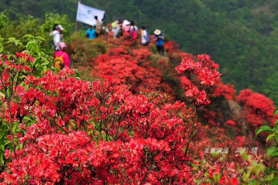 这里是2019年清远高山杜鹃花海最佳赏花攻略