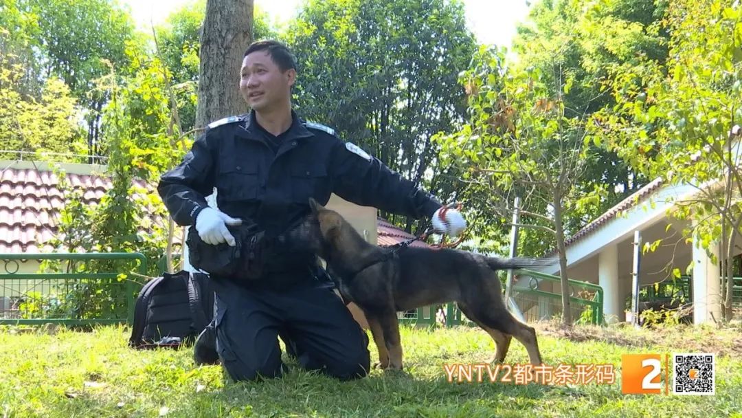 正在昆明警犬基地接受训练