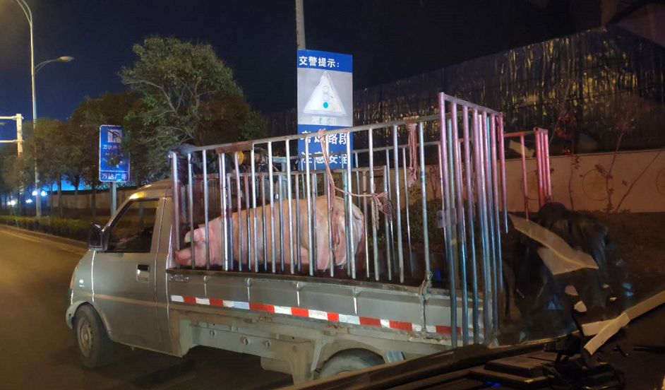 等等 不愿意也而没办法 在蜀黍的"亲切关怀"下 货车上一共拉了九头猪