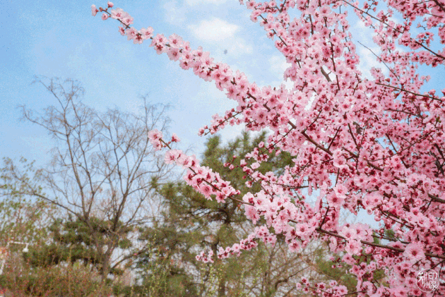 杏花,桃花,紫叶李,海棠,樱花接到春天的暗号,纷至沓来.