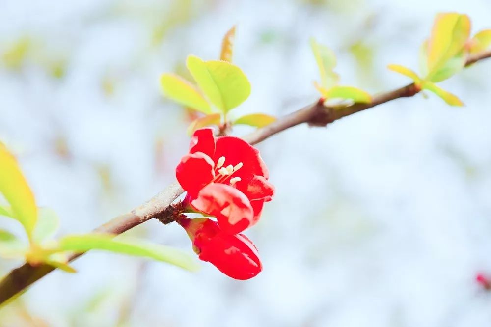 花海的句子