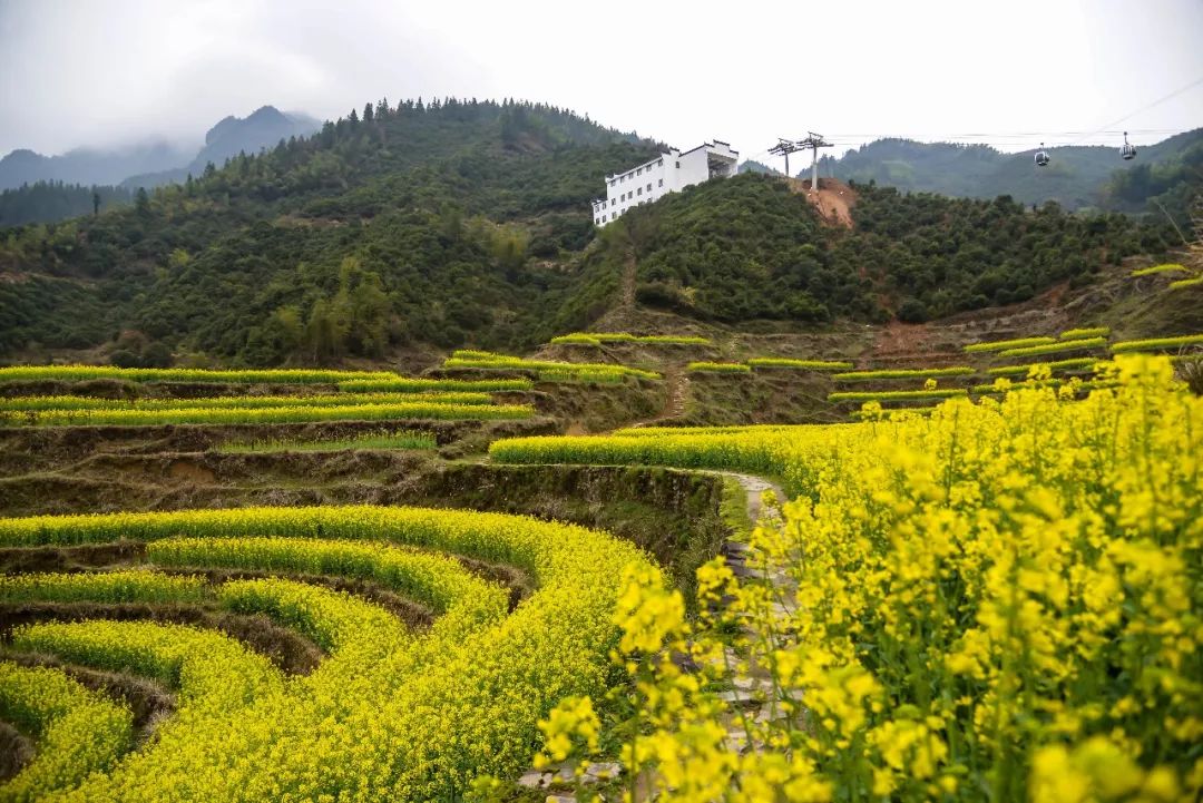 3月29日最新油菜花情早知篁岭花海美三月何须下扬州