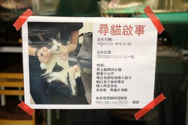 如果猫咪从家里逃走,主人做什么能顺利找回