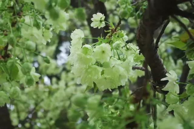 散落在成都的"国宝级"樱花,都开了,最后几天赏花期,赶快去看