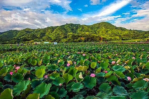 莲花县有多少人口_莲花县樊家清