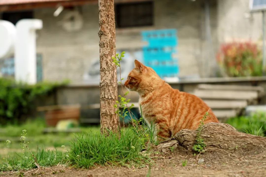 我是那只"被出走"的橘猫