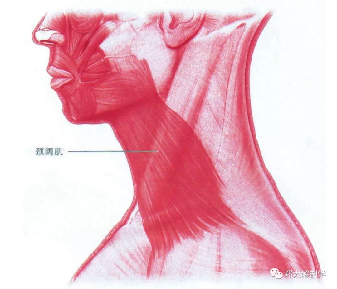 女性乳房解剖学3D模型 - TurboSquid 967034