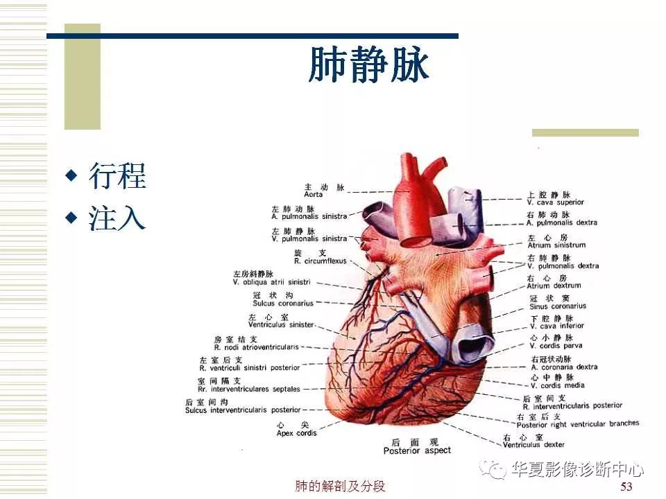 肺的解剖与分段