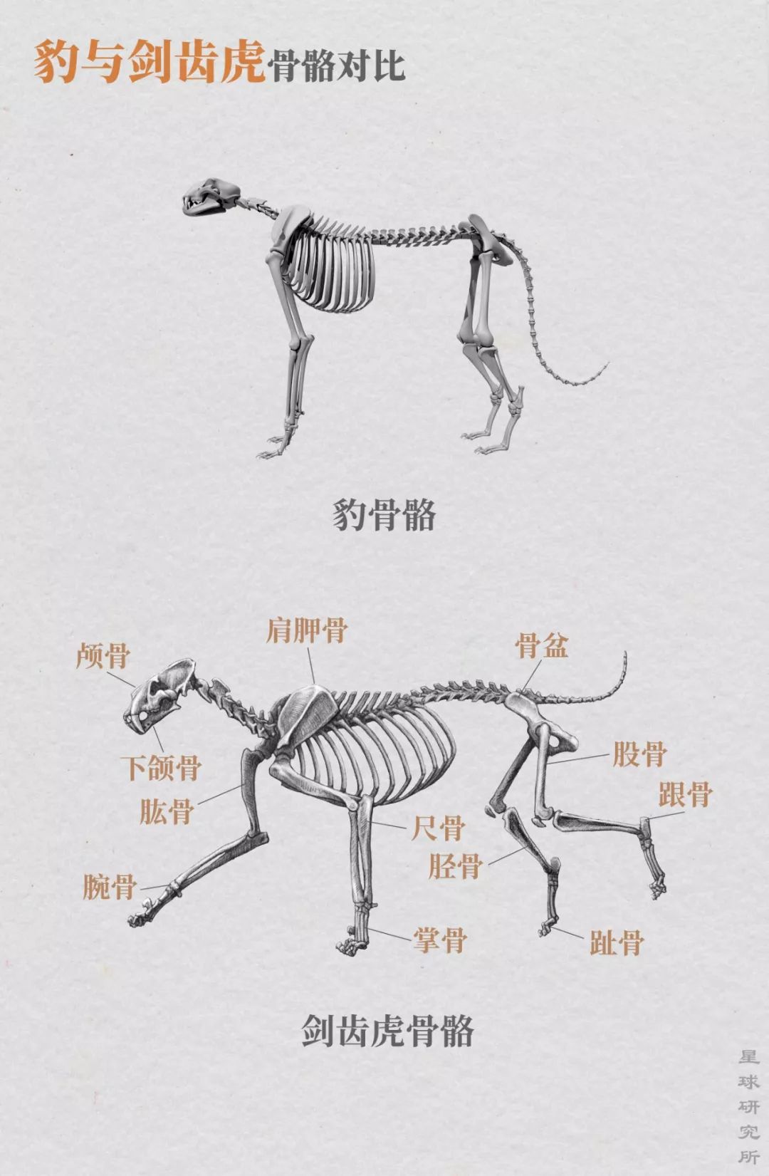 如果没有人类,世界属于大猫