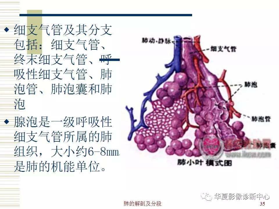 肺的解剖与分段