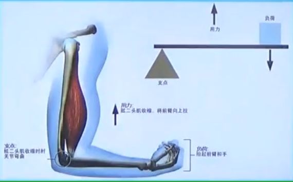 康复师考试必背考点 运动生物力学 肌肉的收缩方式 人体的力学杠杆 力点