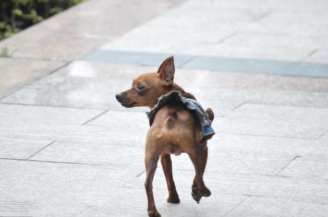 鹿犬怎么搭耳朵_耳朵图片卡通