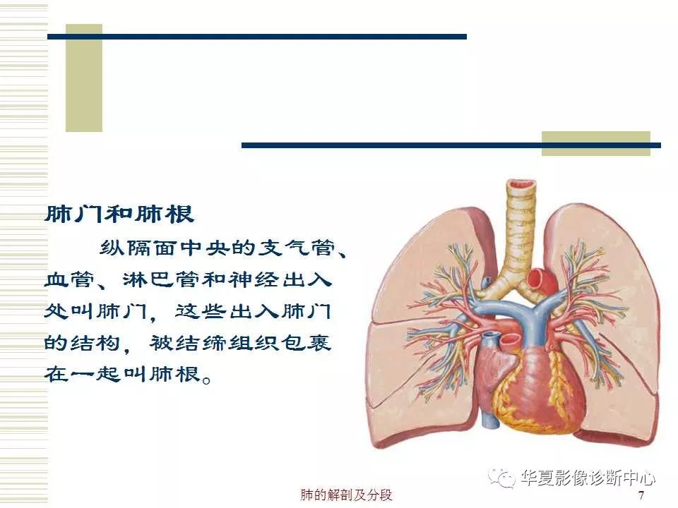 肺的解剖与分段