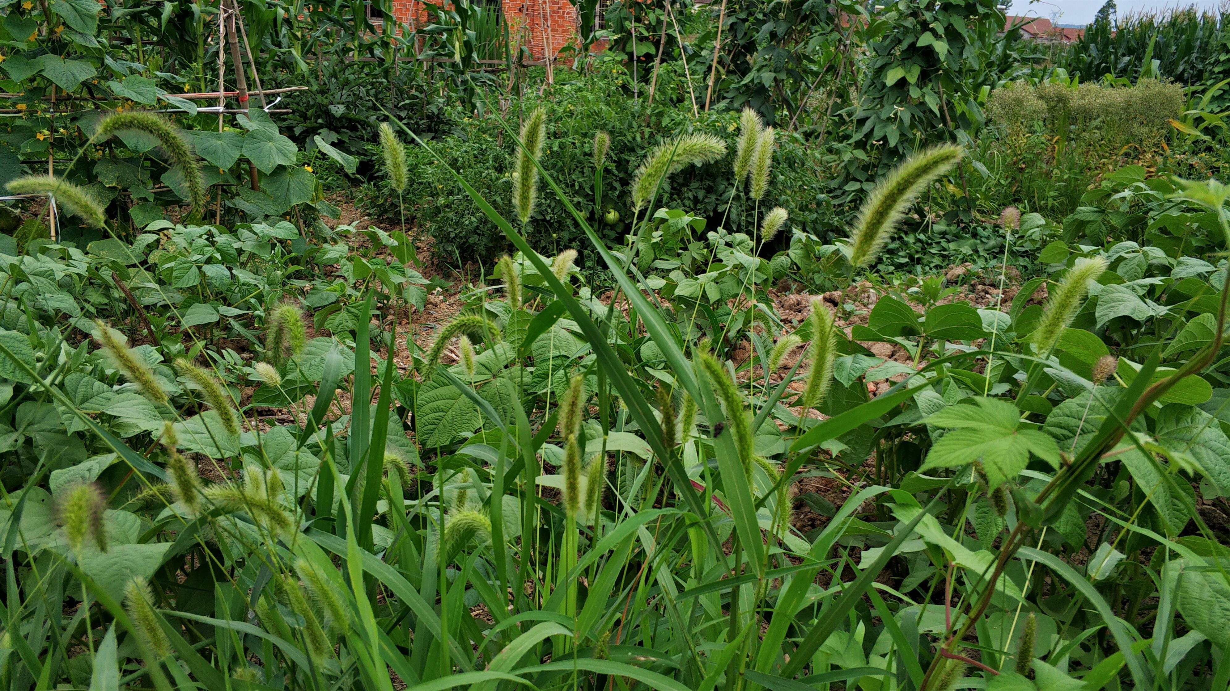 狗尾巴草的药用价值