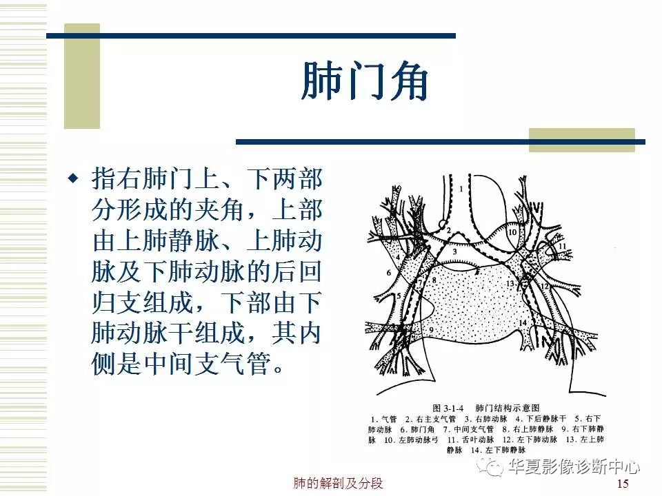 肺的解剖与分段