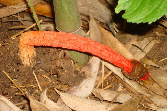 这种野味被称"鸡屎菌,味道很不好闻,却不知它挺值钱!