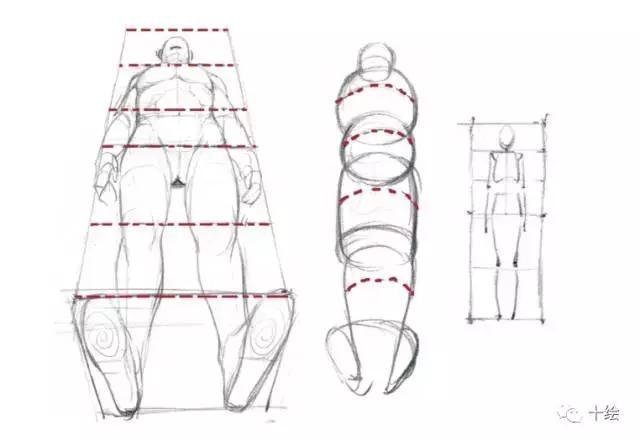 人体透视画不好怎么办？这个透视教程很有用！