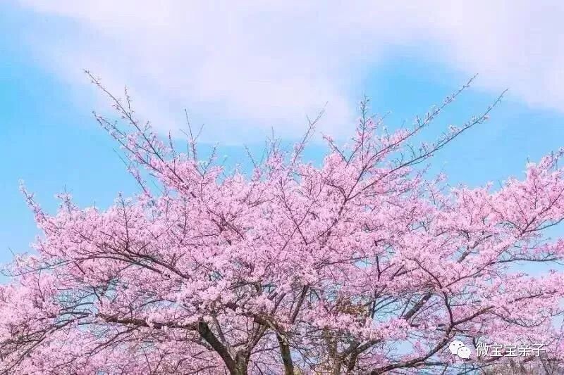 万千风筝之下,看樱花似锦 约一个最爱的人,看一场醉美樱花雨 如此美景