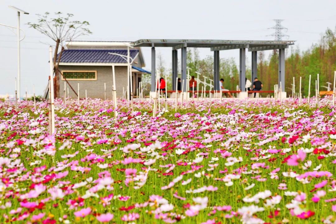 除了盛大的格桑花海 金鲤湾生态湿地公园与鲤鱼山湿地公园 三角山公园