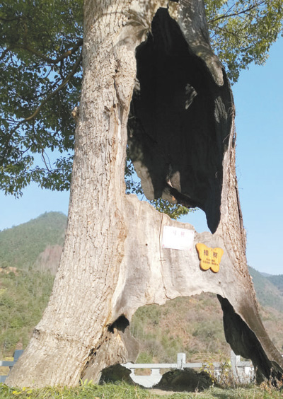 徽饶古道坚强树(神州观览)