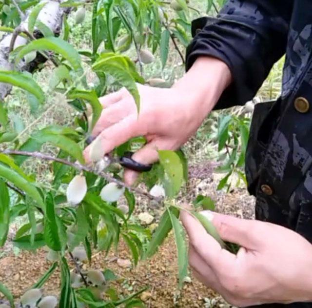 桃树葡萄樱桃什么时间疏果如何疏果每个果农都要知道