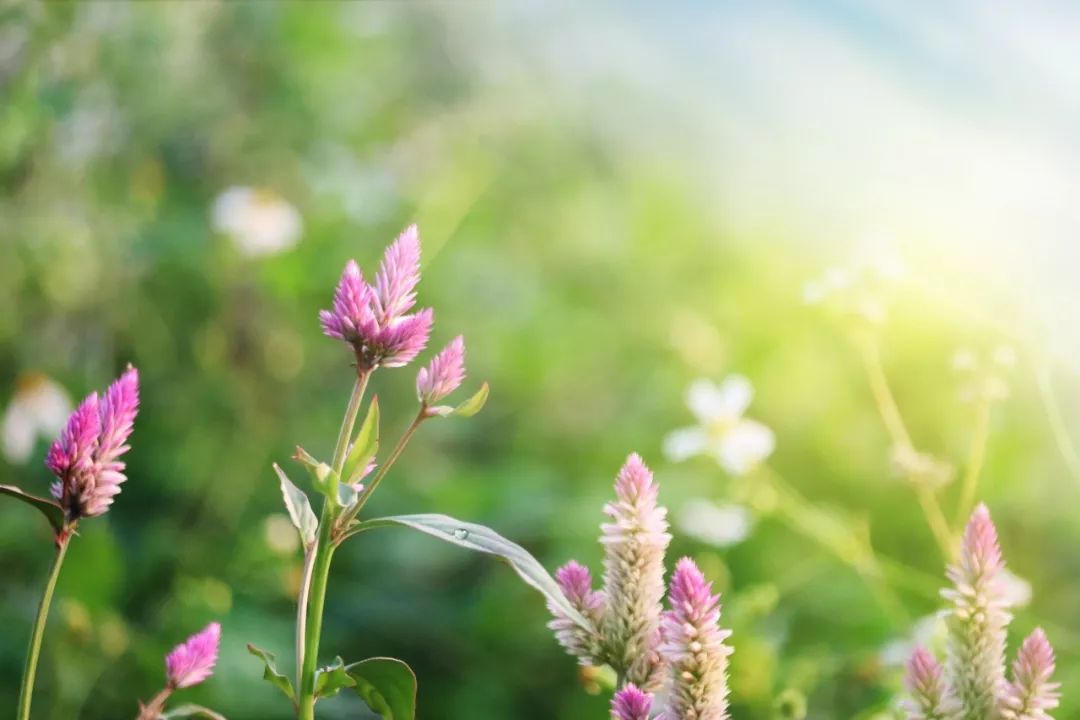 人口百花_百花争艳(2)