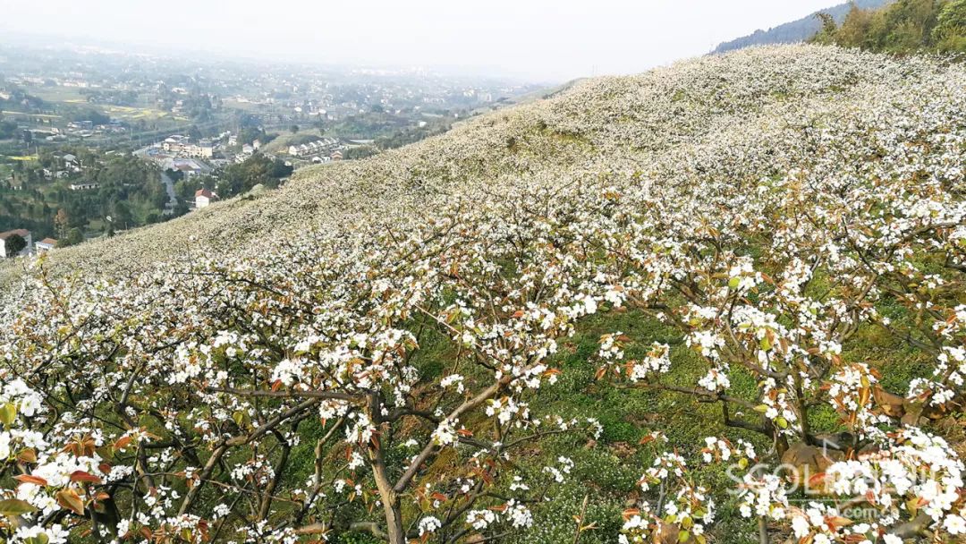 花开四川华蓥梨园春雪兆丰年