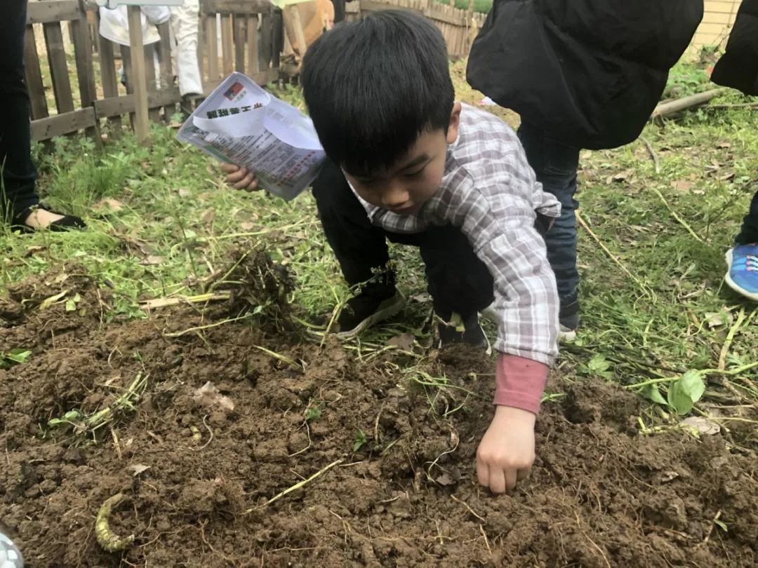 体验春耕收获成长暨丽水南城实验幼儿园芙蓉二班种植区活动