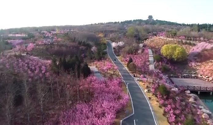 花山公园 梅花谷山东理工大学 梅园春暖大地,花开淄博.