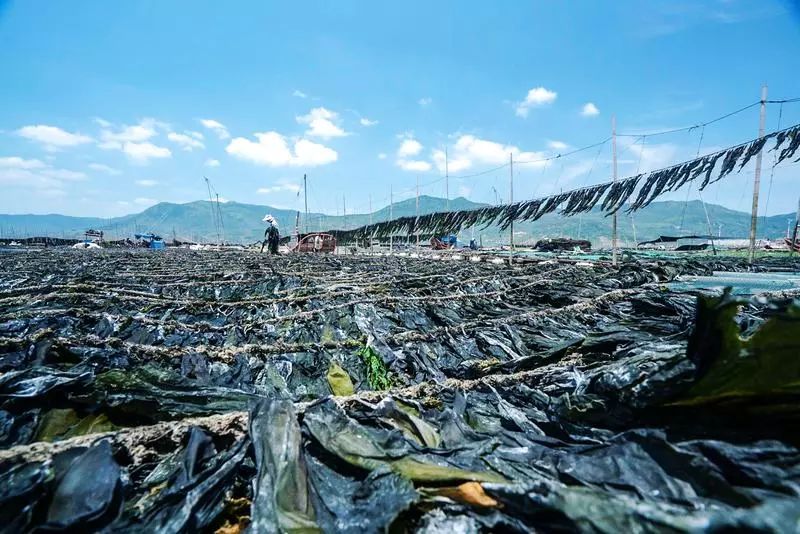 霞浦人口_碧利斯可能13时许登陆福建 对温州影响明显(2)