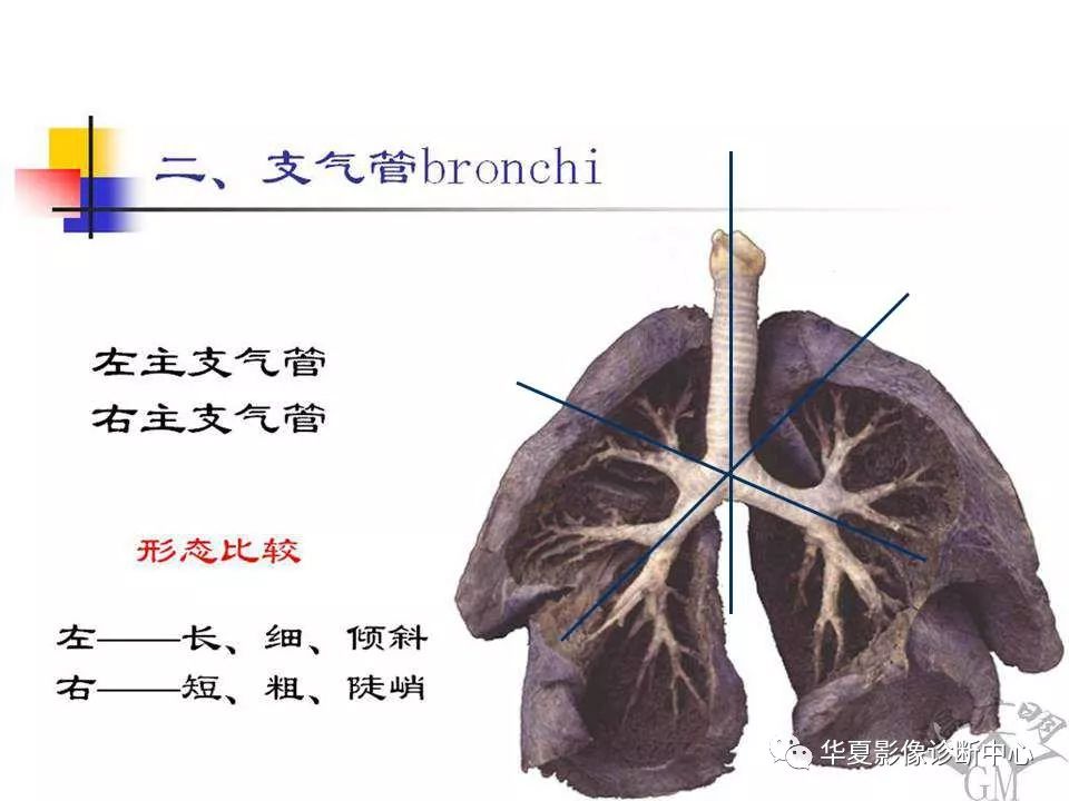 肺的解剖与分段