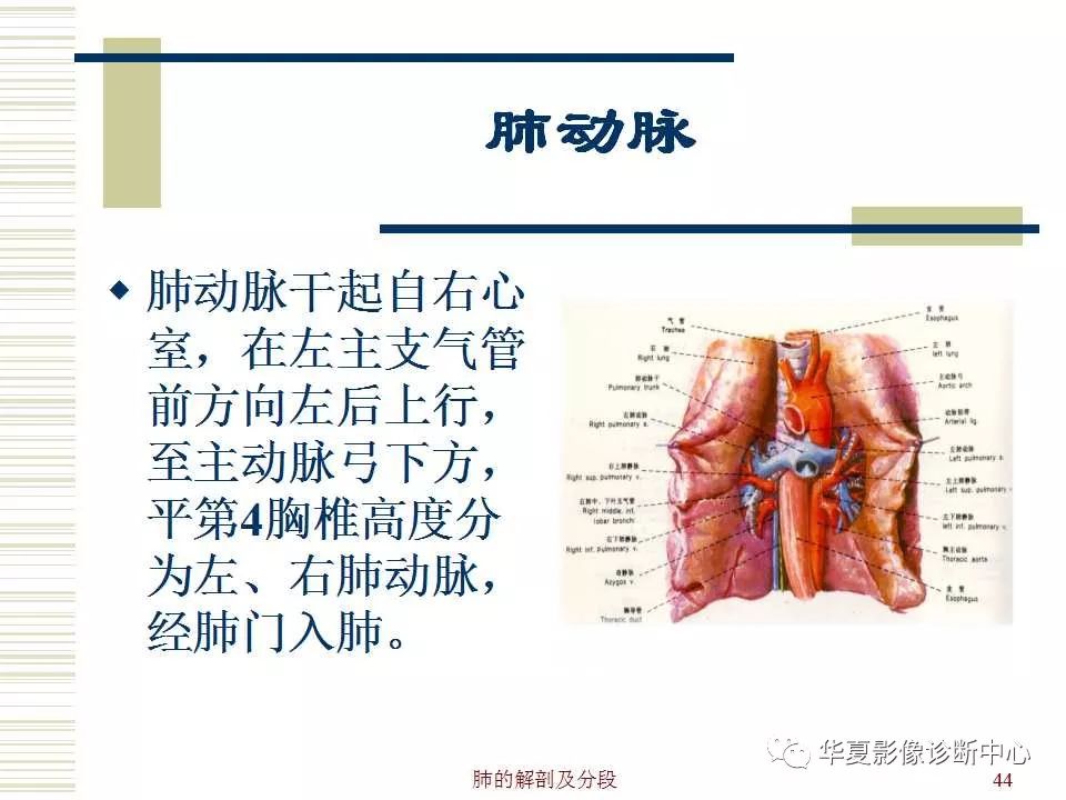 肺的解剖与分段