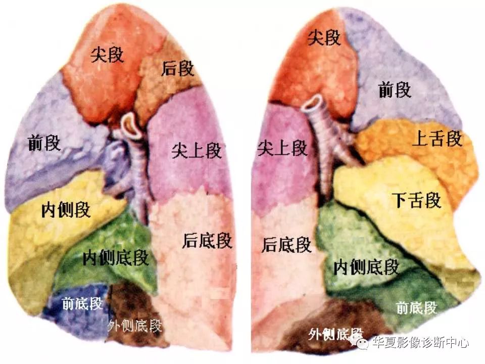 肺的解剖与分段