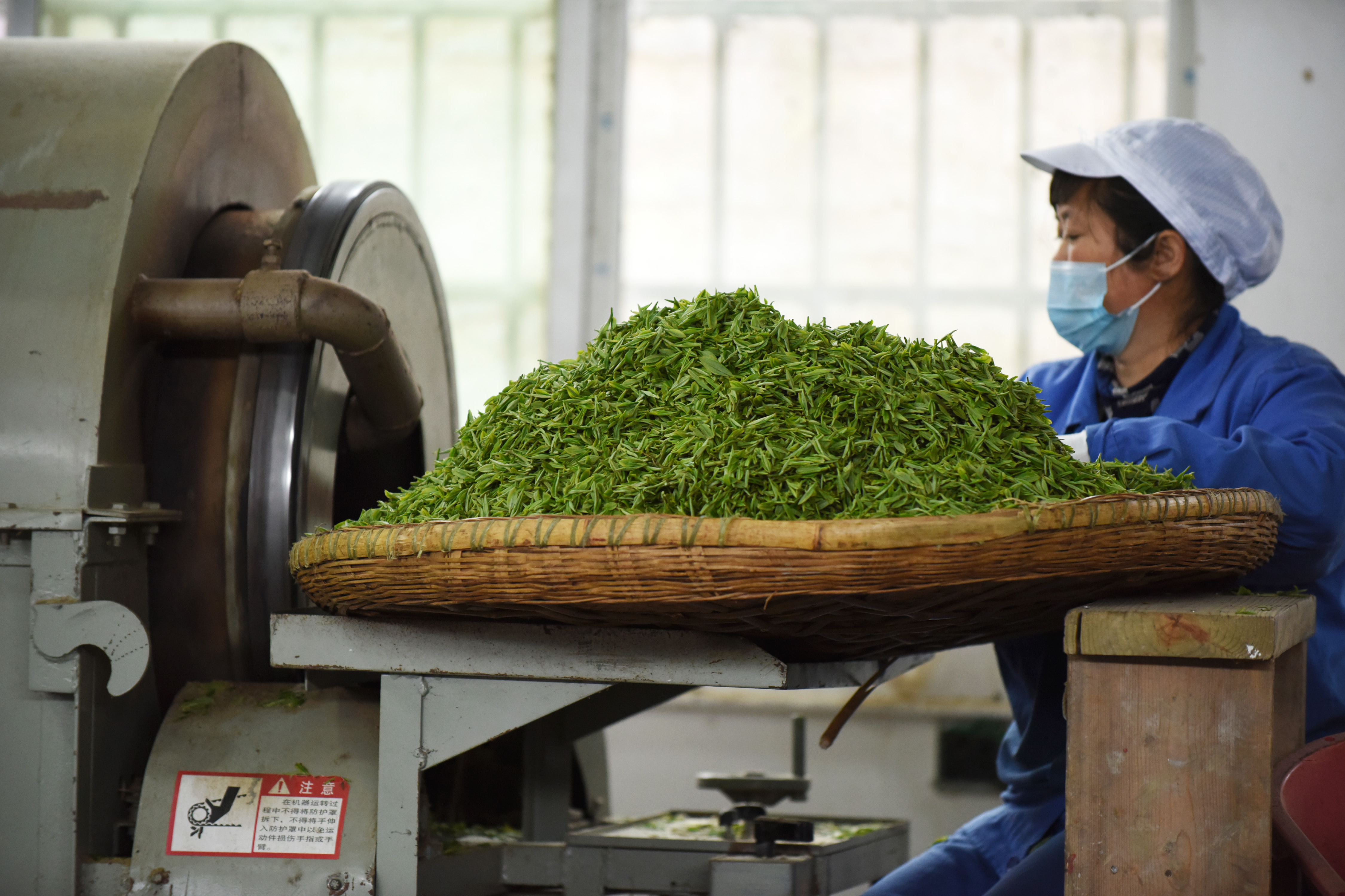 贵州余庆:抢采"明前茶"