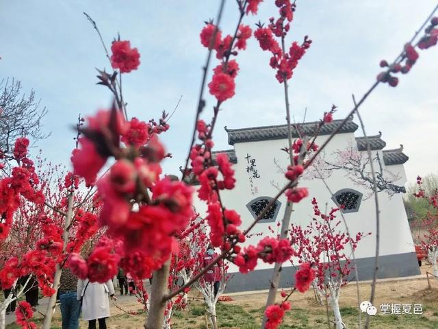 【特别关注】夏邑各大景点,迎来了客流高峰!