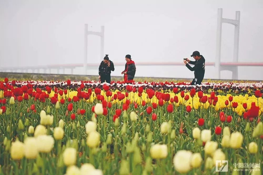 平阳300亩郁金香花海盛放,美翻了!