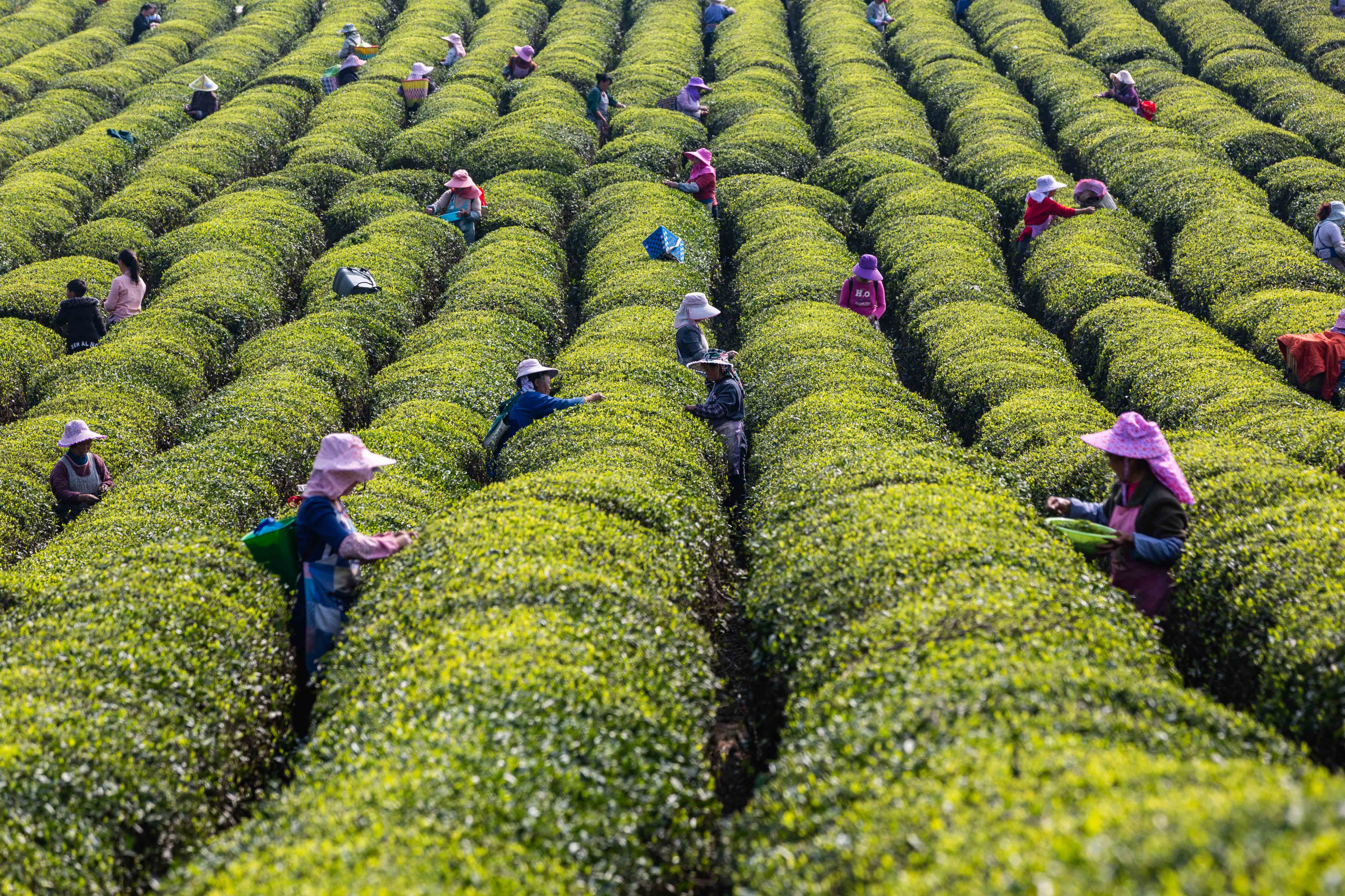 明前茶飘香茶农采茶忙