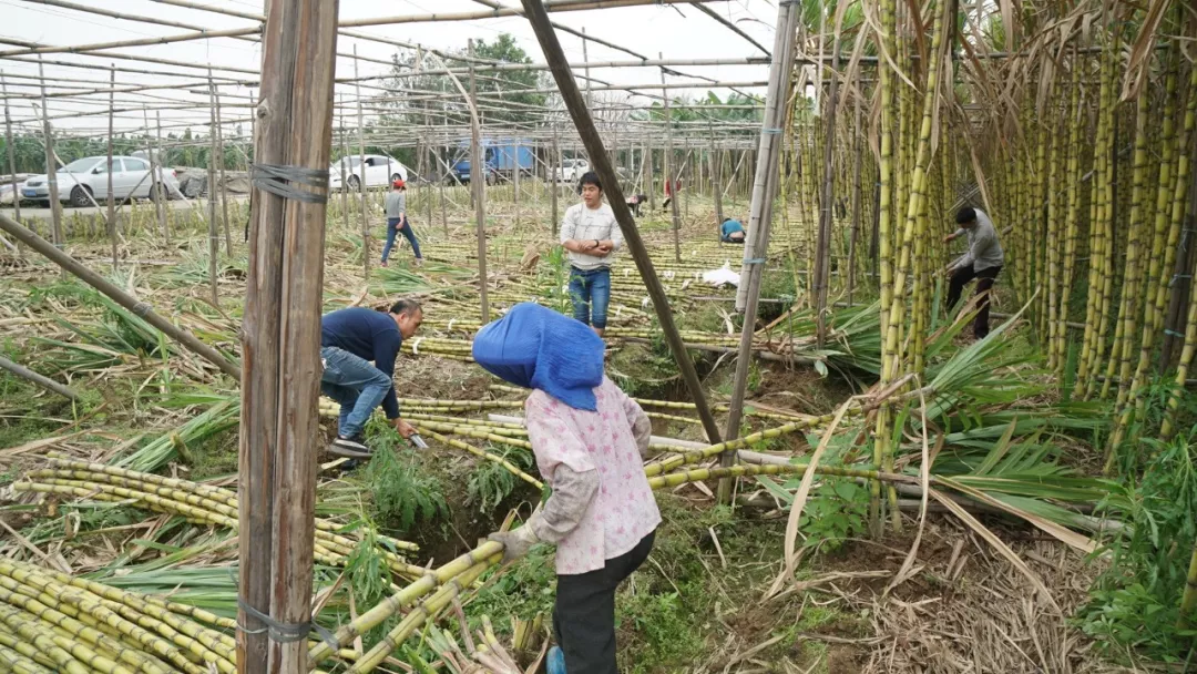 好惨甘蔗失收南沙榄核蔗农十亩甘蔗任砍只求留下尊严