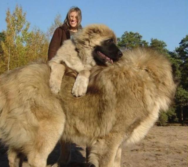 这就是一生只认一个主人的世界最大犬种 藏獒都不是它的对手 高加索