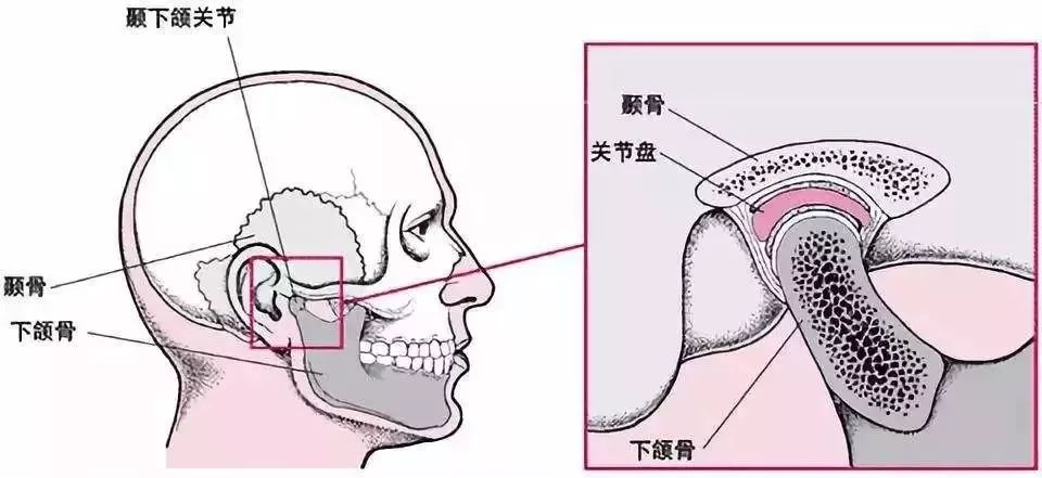 颞下颌关节,就是位于耳朵前方的那个小关节,面部的唯一关节,其结构和
