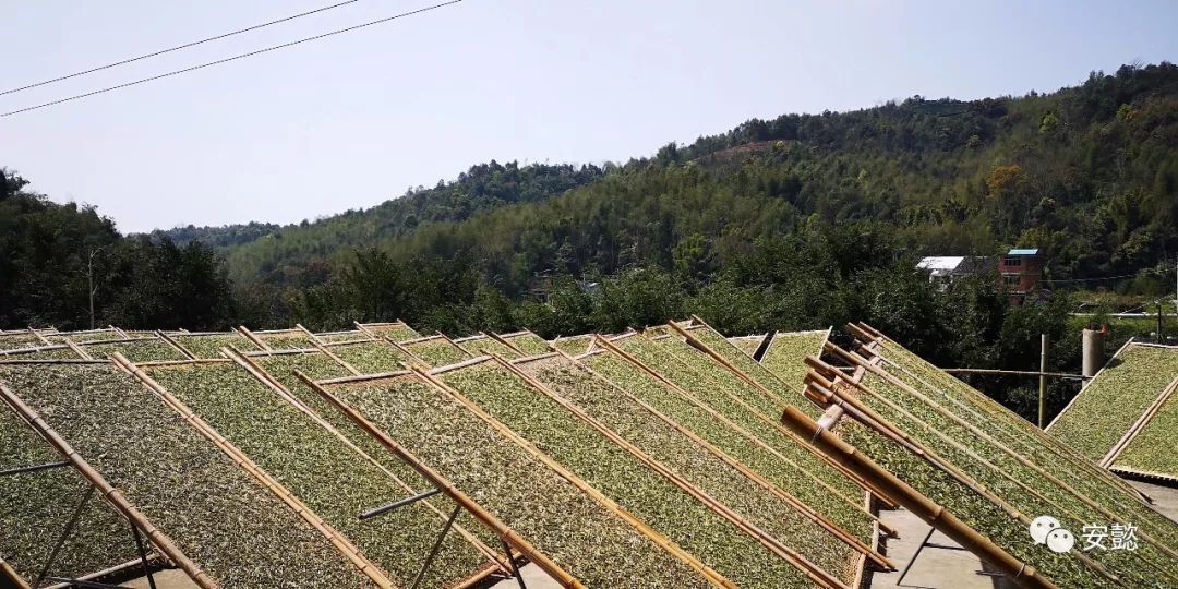 (磻溪制茶人:蔡际招老师)茶市所悟—除了深入茶山,行走于福鼎各镇