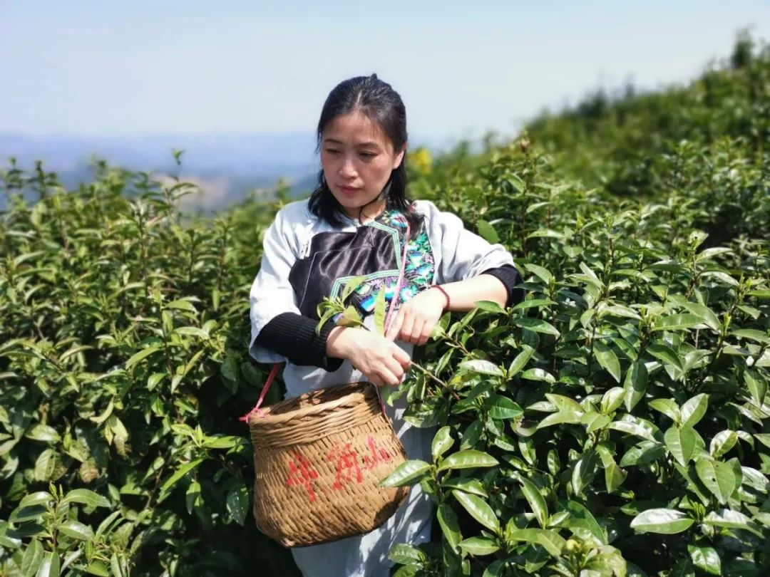 到牛角山顶尝第一口春天第三届古丈茶旅文化节开幕