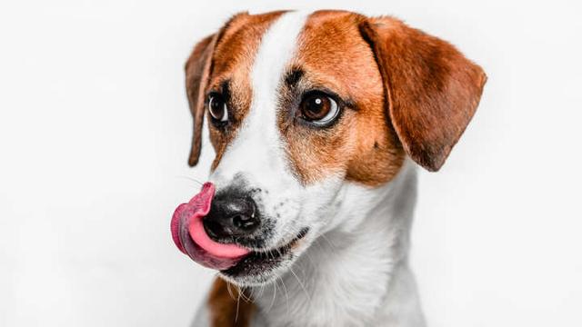 狗舔嘴唇是什么意思?跟人的行为差不多,都是紧
