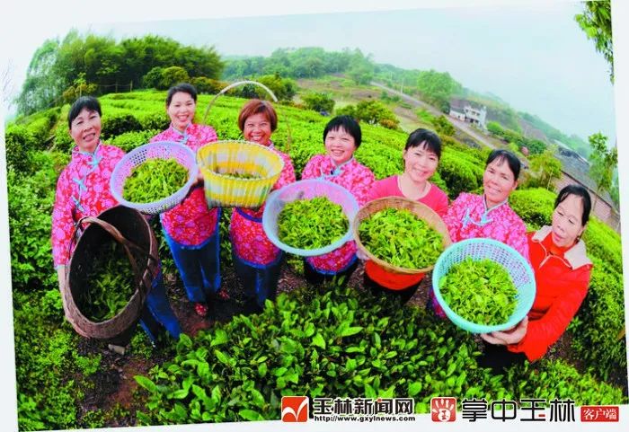 丰收的喜悦这里的茶叶为何质量这么好?