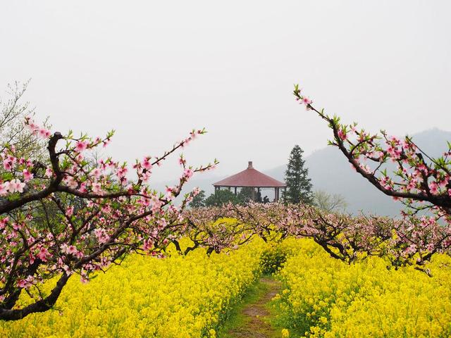 恰逢城山沟桃花节《人面桃花映山红》开幕式,歌手引吭高歌,《在那